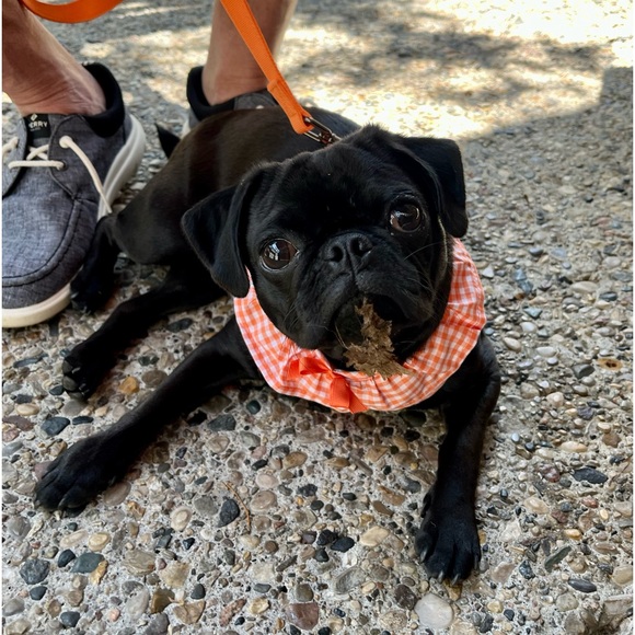 Meet your Posher, Jill - Picture 3 of 4